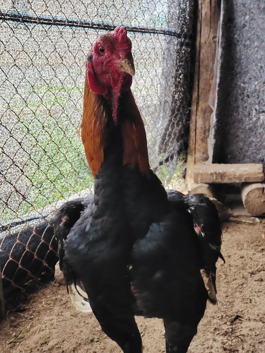 Молодой дакан бойцовый кораз сатылады