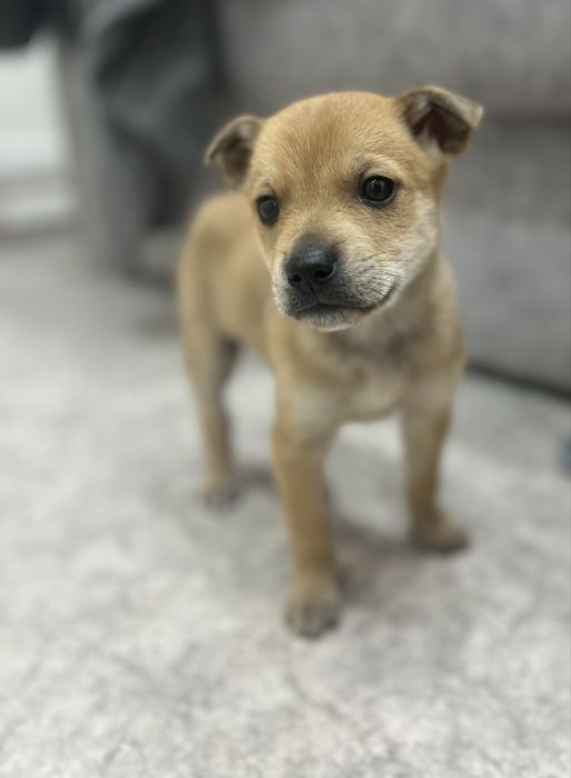 Отдадим щенят в добрые руки