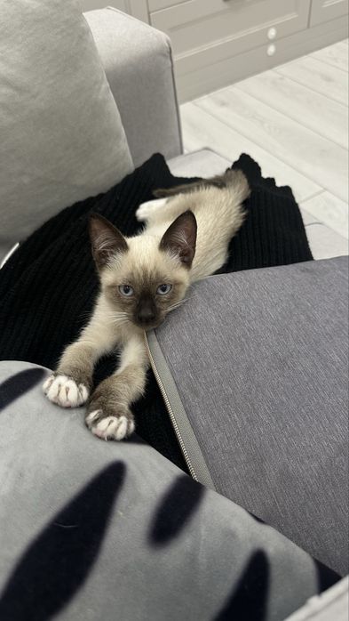 Отдам котенка в хорошие руки