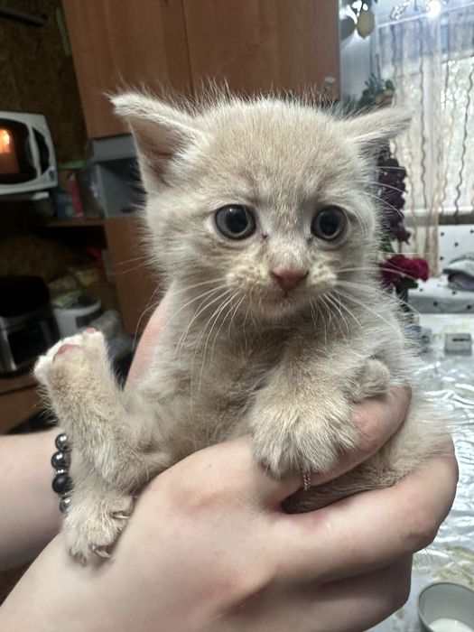 Отдам котят в добрые руки