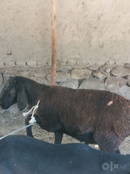 Qo'chqorlar va echkilar sotiladi
