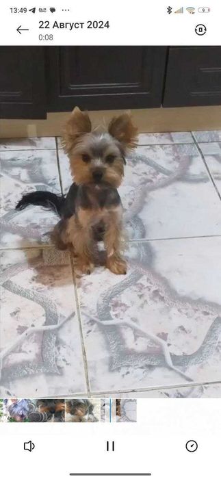 Йоркширский терьер