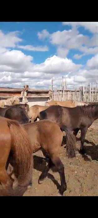 Үйір жылқы сатылады