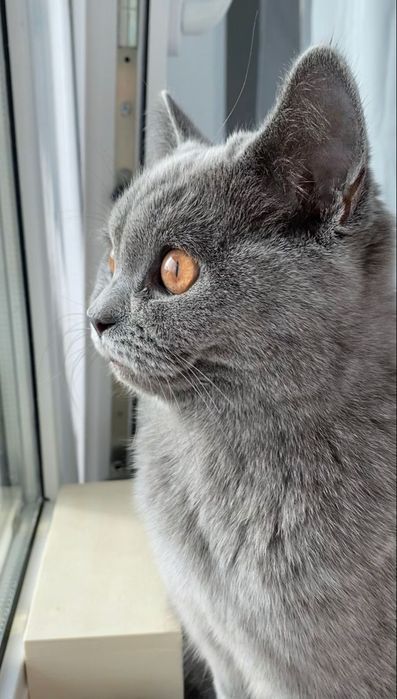 British Shorthair cat