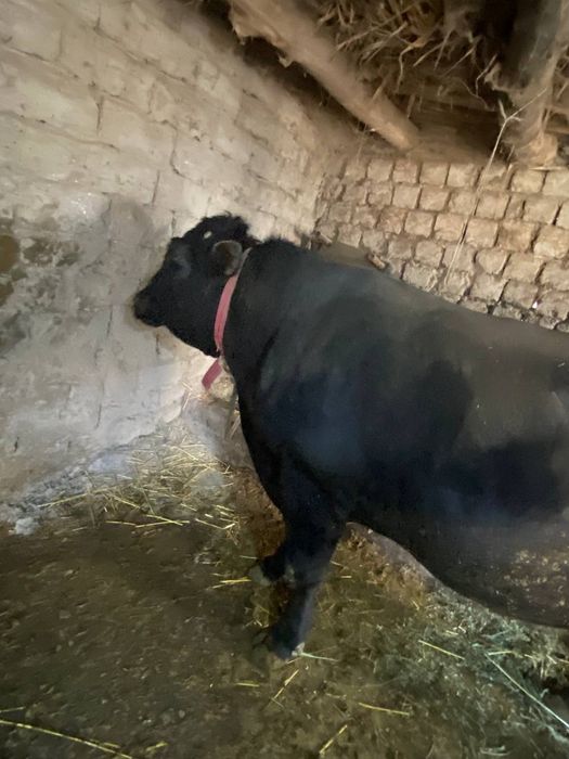 Angus va mesni mollar sotiladi