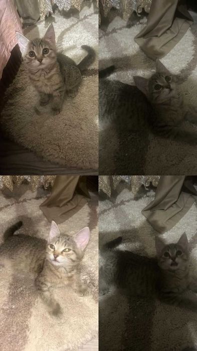 Ищем любящих хозяев котятам