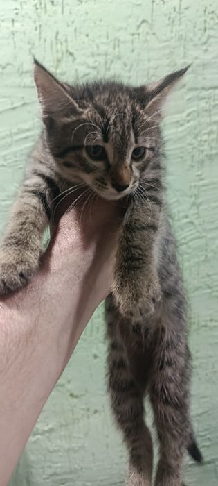 Котята 3 шт и мама кошка