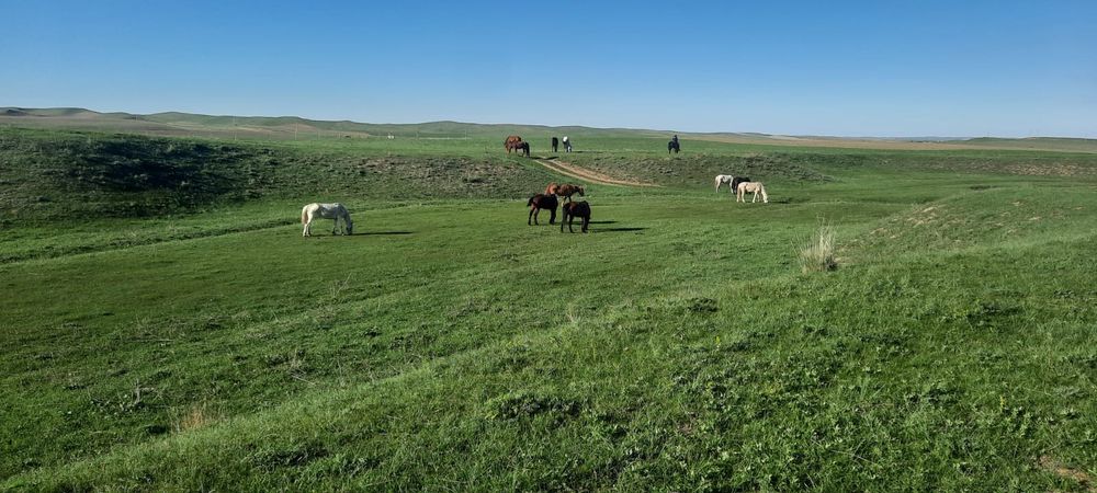 Ассалаумагалейкум пішпе аттар сатылады