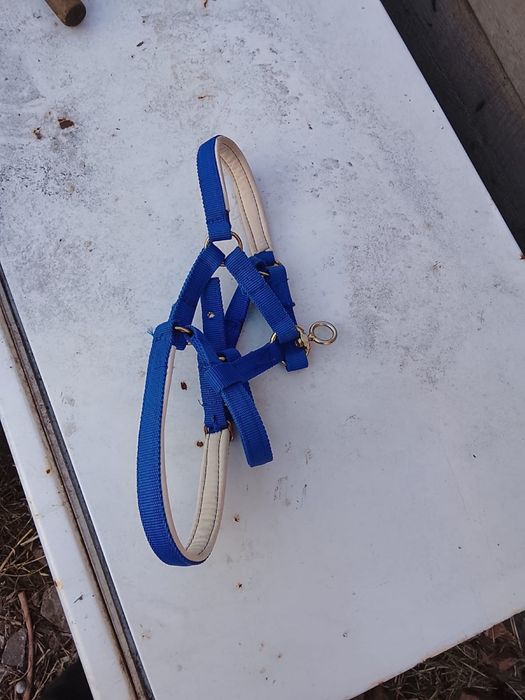 Продам недоуздок! Новый