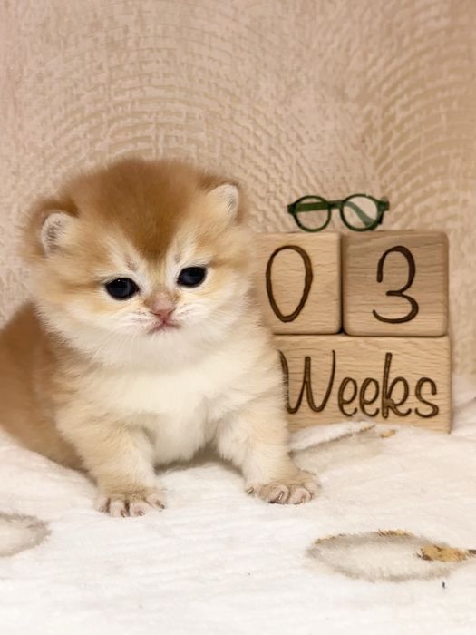 Британские котята золотые