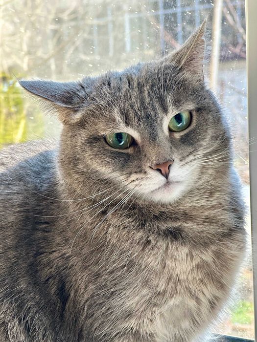 Отдам кошку Тимоню в добрые руки