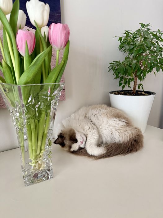 Кошка рэгдолл ищет жениха