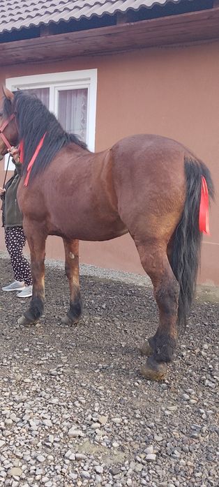 Vând cal castrat foarte cuminte