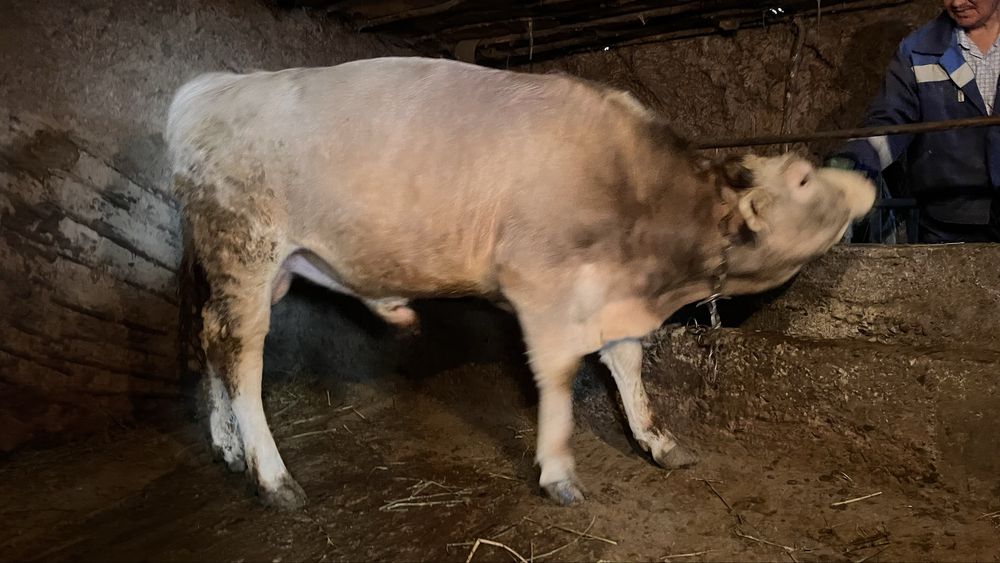 1.5 жасар Бұқа.