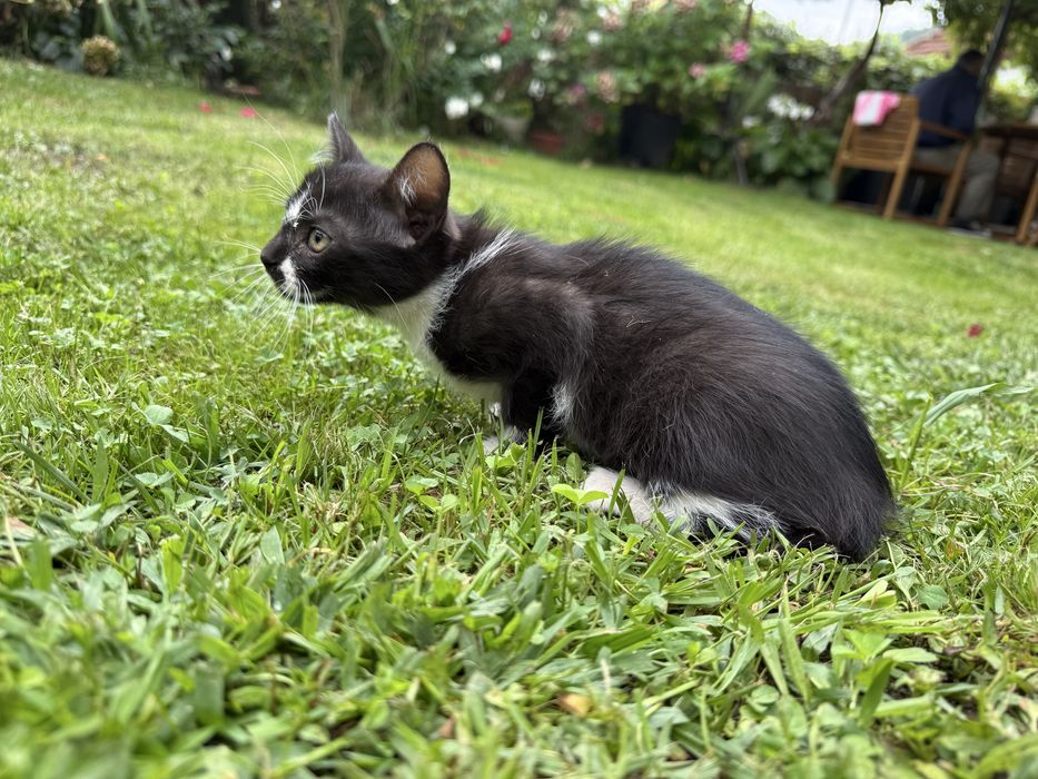 Adoptie 3 pisicute (2 fetite si un baiat)