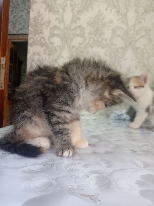 Отдам котят в добрые руки бесплатно