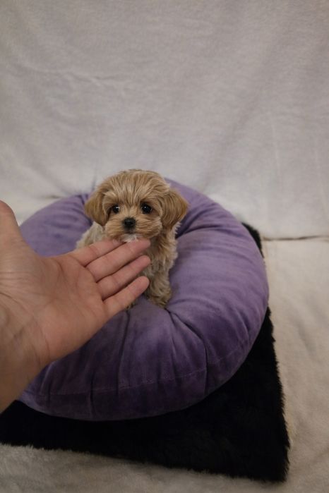 Maltipoo teacup,  mini