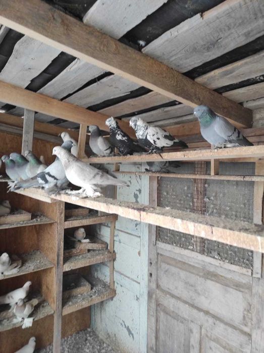 Продам хороших голубей с игрой.