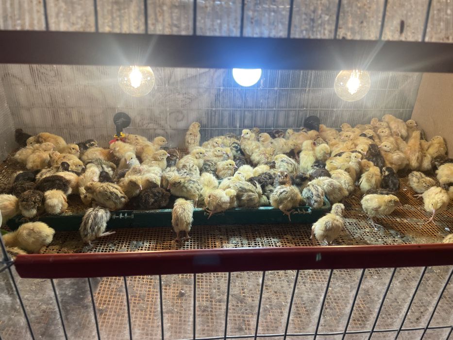 Vand pui de prepelite ( de 7 zile)