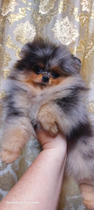 Мальчик, померанский шпиц