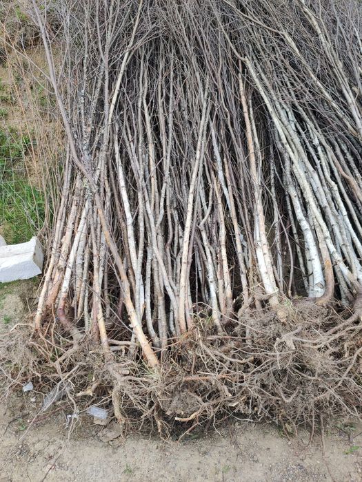 Puieti De calitate superioara cu dezvoltare dubla