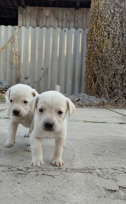 Щенки куртцхаар 5000 тенге