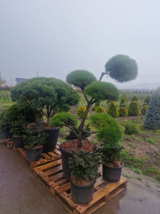 Ели голубые сосна можевельник