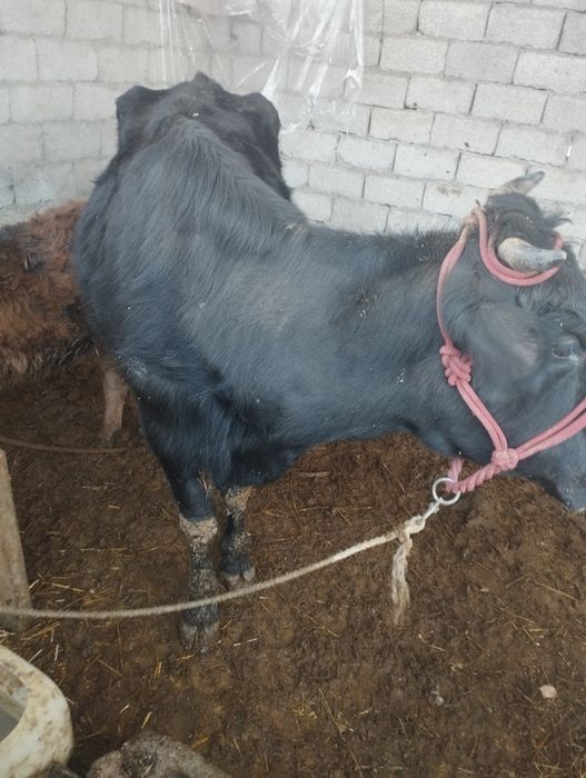 ona bola sigir sotiladi