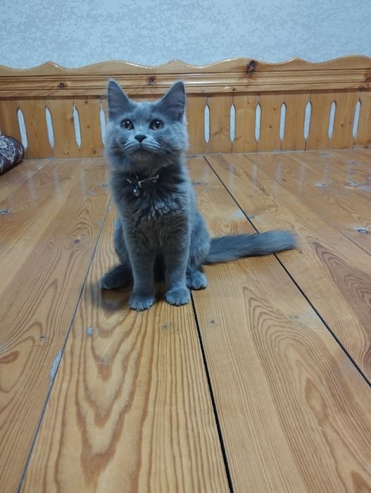 Scottish straight, erkak mushuk sotiladi.
Bu