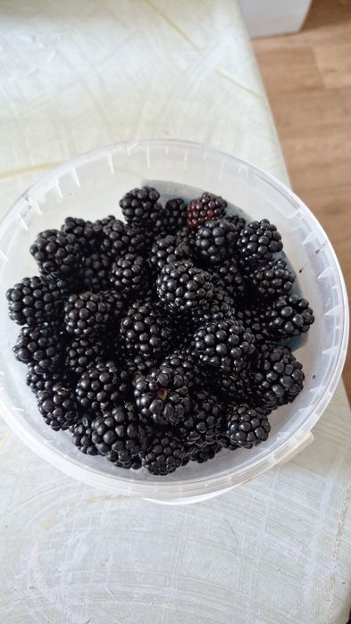 Продаю ежемалину