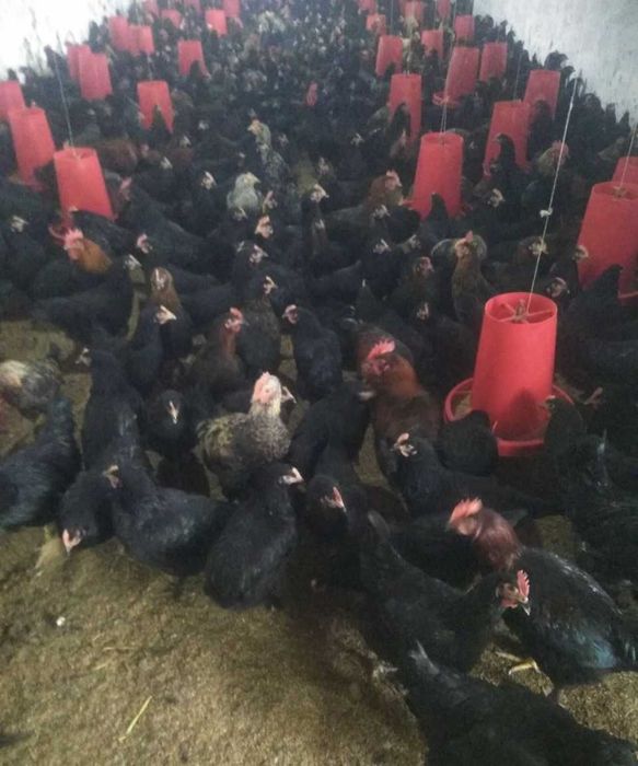 QORA tovuq TUXUMLARI sotiladi