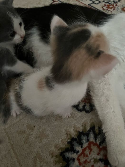 Отдам котят в добрые руки