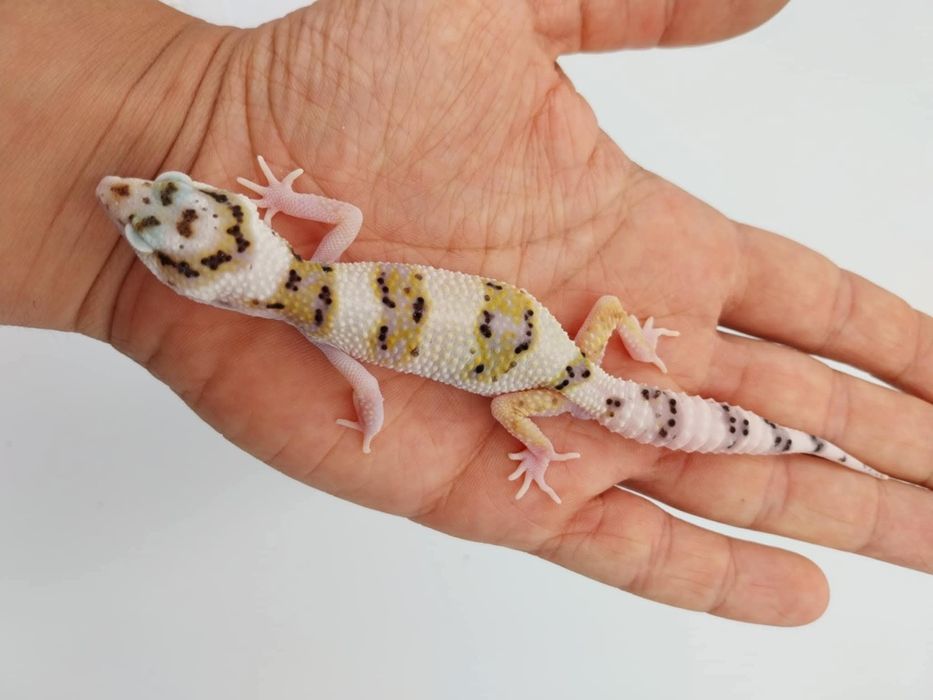 Леопардов Гекон.