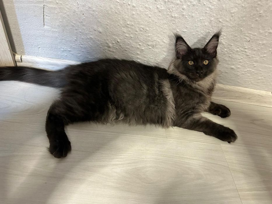 Maincoon  cu părinței champions