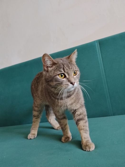 Отдадим кота в добрые руки