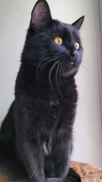 Молодой котик кастрат