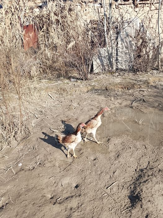 Дакан хуроз товук.