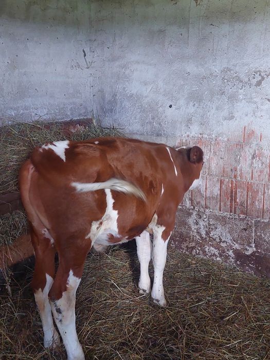 Vînd tăuraș bălțat