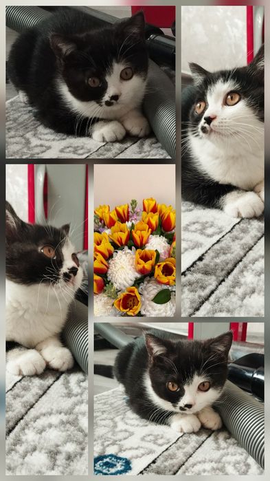 Продам котенка, девочка