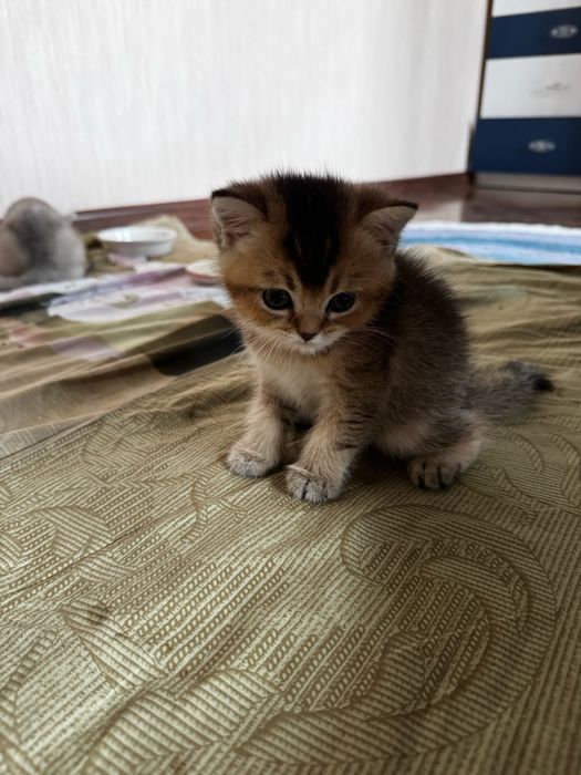 Котенок шиншила