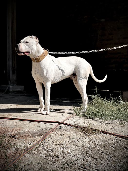 Mascul Dog Argentinian / Dogo Argentino