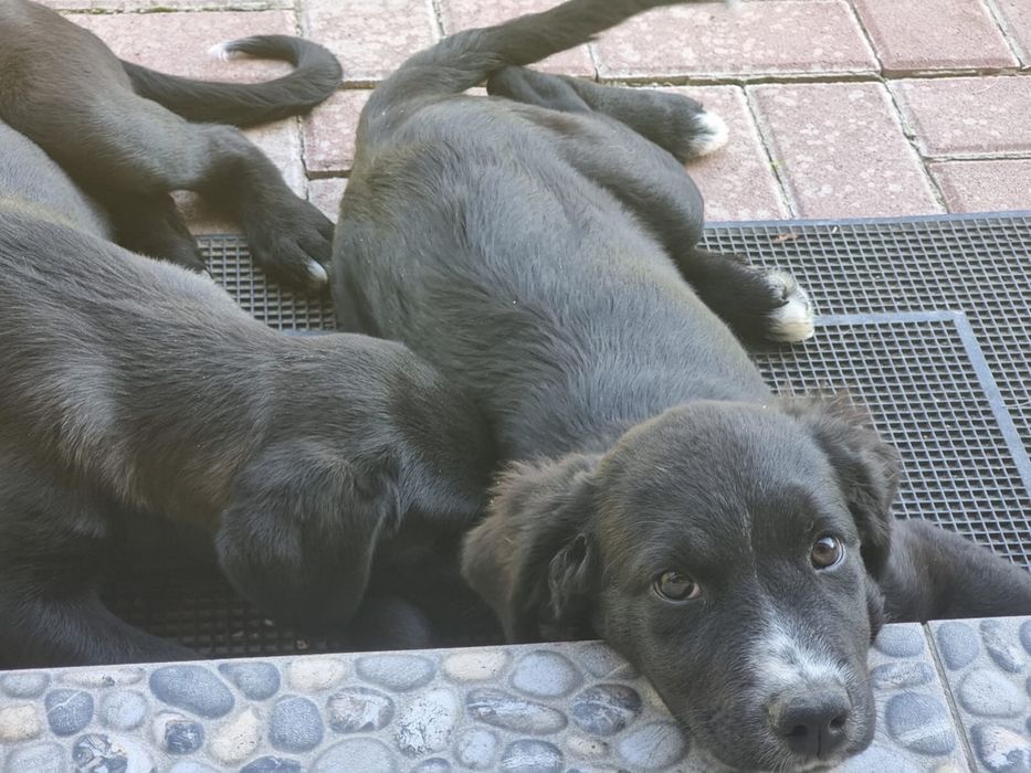 Ofer spre adopție