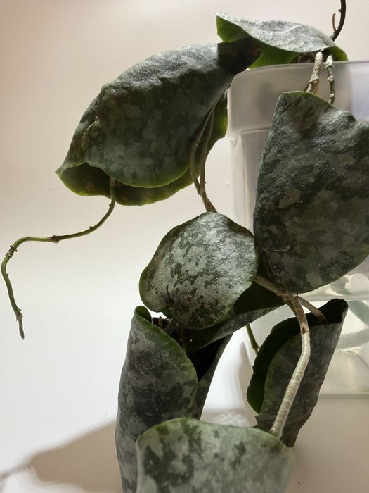 Хойя imbricata silver splash