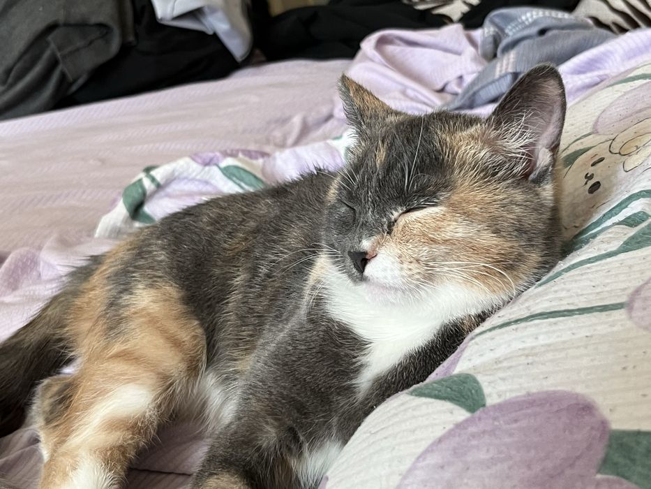 Отдам в добрые руки