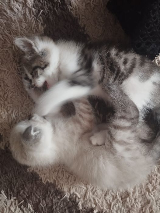 Котята ищут новых хозяев