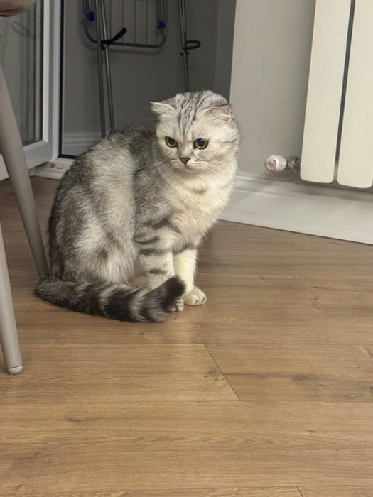 Продам британскую кошку!