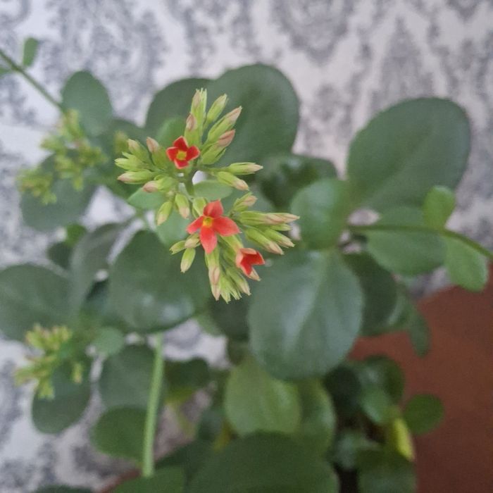 Продам цветок каланхое Блоссфельда