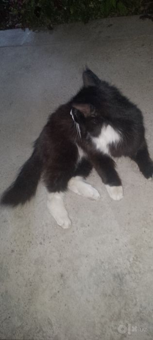 Sotiladi Xonaki aqlli mushok