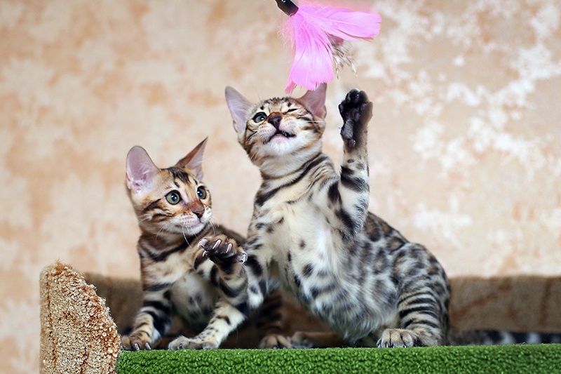 Роскошные, чистопородные бенгалы