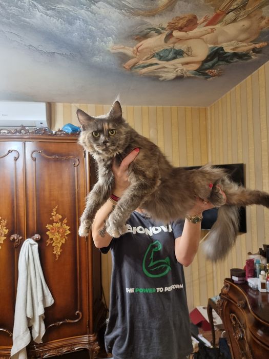 Мейн куун котета
